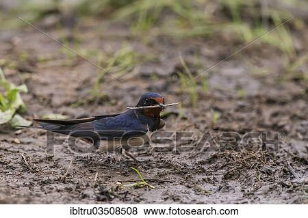 "Barn Swallow (Hirundo rustica) collecting nesting material, Burgenland, Austria, Europe" View Large Photo Image Stock Photo - "Barn Swallow (Hirundo rustica) collecting nesting material, Burgenland, Austria, Europe". Fotosearch