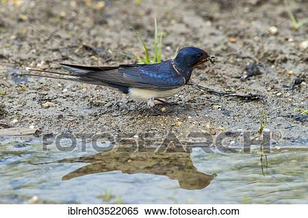 Stock Photography - "Barn Swallow or Swallow (Hirundo rustica) collecting nesting material, Illmitz, Burgenland, Austria, Europe". Fotosearch