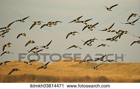 "Barnacle Geese (Branta leucopsis), Amrum, North Frisian Islands, Schleswig-Holstein, Germany, Europe" View Large Photo Image Stock Image - "Barnacle Geese (Branta leucopsis), Amrum, North Frisian Islands, Schleswig-Holstein, Germany, Europe". Fotosearch