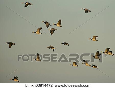 "Barnacle Geese (Branta leucopsis), Amrum, North Frisian Islands, Schleswig-Holstein, Germany, Europe" View Large Photo Image Stock Image - "Barnacle Geese (Branta leucopsis), Amrum, North Frisian Islands, Schleswig-Holstein, Germany, Europe". Fotosearch
