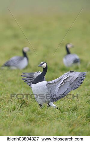 "Barnacle Geese (Branta leucopsis), East Frisia, Lower Saxony, Germany, Europe" View Large Photo Image Stock Photo - "Barnacle Geese (Branta leucopsis), East Frisia, Lower Saxony, Germany, Europe". Fotosearch