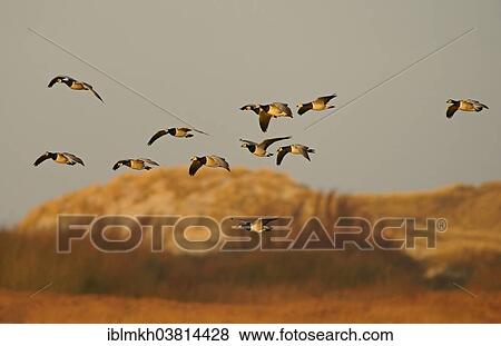 "Barnacle Geese (Branta leucopsis), Amrum, North Frisian Islands, Schleswig-Holstein, Germany, Europe" View Large Photo Image Stock Photo - "Barnacle Geese (Branta leucopsis), Amrum, North Frisian Islands, Schleswig-Holstein, Germany, Europe". Fotosearch