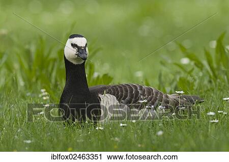 "Barnacle Goose (Branta leucopsis) resting in a flowering meadow, near Munich, Bavaria, Germany, Europe" View Large Photo Image Stock Image - "Barnacle Goose (Branta leucopsis) resting in a flowering meadow, near Munich, Bavaria, Germany, Europe". Fotosearch