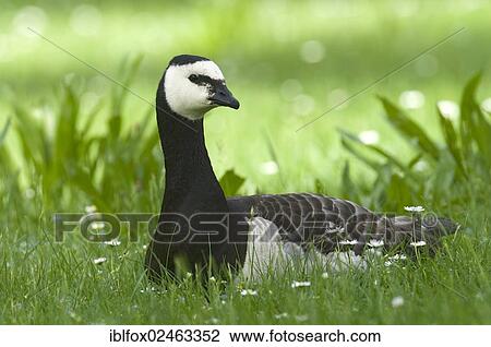 "Barnacle Goose (Branta leucopsis) resting in a flowering meadow, near Munich, Bavaria, Germany, Europe" View Large Photo Image Stock Image - "Barnacle Goose (Branta leucopsis) resting in a flowering meadow, near Munich, Bavaria, Germany, Europe". Fotosearch