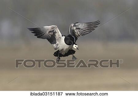 "Barnacle Goose (Branta leucopsis) approaching to land, Anjum, Nationalpark Lauwersmeer, The Netherlands, Europe" View Large Photo Image Stock Photo - "Barnacle Goose (Branta leucopsis) approaching to land, Anjum, Nationalpark Lauwersmeer, The Netherlands, Europe". Fotosearch