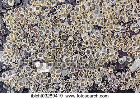 Stock Photo - "Barnacles (Balanus sp. ) on driftwood, Captiva Island, Florida, United States, North America". Fotosearch