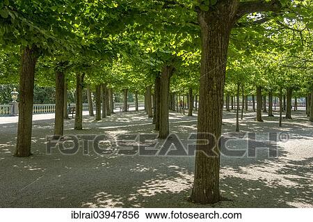 "Baroque lime boscage, castle gardens, Schloss Weilburg castle, old town, Weilburg, Hesse, Germany, Europe" View Large Photo Image Stock Photograph - "Baroque lime boscage, castle gardens, Schloss Weilburg castle, old town, Weilburg, Hesse, Germany, Europe". Fotosearch