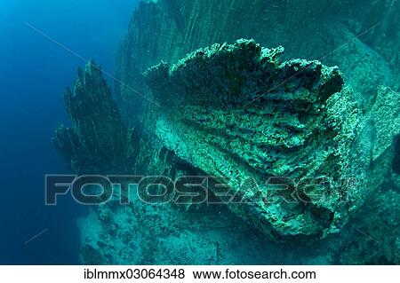 "Barracuda Lake, underwater shot, Bancuan, Naturschutzgebiet Coron, Calamian Islands, Palawan, Mimaropa, Philippines, Asia" View Large Photo Image Stock Photo - "Barracuda Lake, underwater shot, Bancuan, Naturschutzgebiet Coron, Calamian Islands, Palawan, Mimaropa, Philippines, Asia". Fotosearch