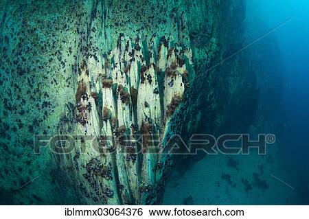 "Barracuda Lake, underwater shot, Bancuan, Naturschutzgebiet Coron, Calamian Islands, Palawan, Mimaropa, Philippines, Asia" View Large Photo Image Stock Photograph - "Barracuda Lake, underwater shot, Bancuan, Naturschutzgebiet Coron, Calamian Islands, Palawan, Mimaropa, Philippines, Asia". Fotosearch
