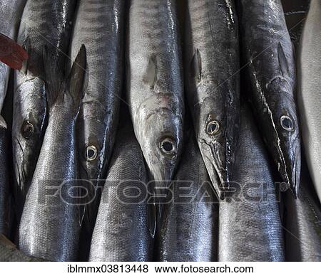 "Barracudas at the fish market, Victoria, Mahe, Seychelles, Africa" View Large Photo Image Stock Photo - "Barracudas at the fish market, Victoria, Mahe, Seychelles, Africa". Fotosearch