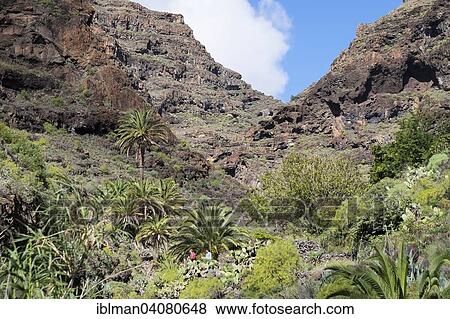 "Barranco de Argaga gorge, Valle Gran Rey, La Gomera, Canary Islands, Spain, Europe" View Large Photo Image Stock Photo - "Barranco de Argaga gorge, Valle Gran Rey, La Gomera, Canary Islands, Spain, Europe". Fotosearch