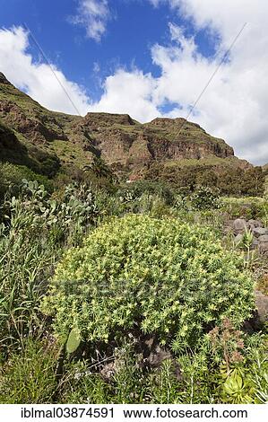Stock Image - "Barranco de Guayadeque gorge, Gran Canaria, Canary Islands, Spain, Europe". Fotosearch