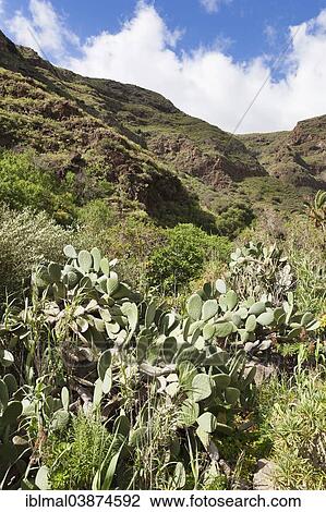 "Barranco de Guayadeque gorge, Gran Canaria, Canary Islands, Spain, Europe" View Large Photo Image Stock Image - "Barranco de Guayadeque gorge, Gran Canaria, Canary Islands, Spain, Europe". Fotosearch
