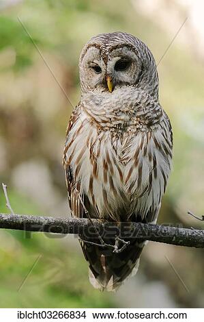 "Barred Owl (Strix varia), Corkscrew Swamp Sanctuary, Florida, United States, North America" View Large Photo Image Picture - "Barred Owl (Strix varia), Corkscrew Swamp Sanctuary, Florida, United States, North America". Fotosearch