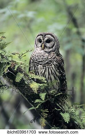 "Barred Owl (Strix varia), Florida, United States, North America" View Large Photo Image Stock Image - "Barred Owl (Strix varia), Florida, United States, North America". Fotosearch