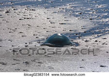 "Barrel Jellyfish (Rhizostoma octopus) on a North Sea beach, West Jutland, Denmark, Europe" View Large Photo Image Picture - "Barrel Jellyfish (Rhizostoma octopus) on a North Sea beach, West Jutland, Denmark, Europe". Fotosearch