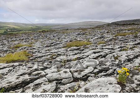 "Barren landscape with rocks, Burren National Park, County Clare, Ireland, Europe" View Large Photo Image Stock Image - "Barren landscape with rocks, Burren National Park, County Clare, Ireland, Europe". Fotosearch