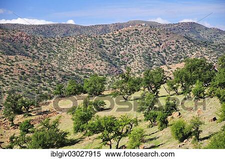 Stock Photography - "Barren mountain landscape with Argan Trees (Argania spinosa), Anti-Atlas, Souss-Massa-Draa region, Morocco, Africa". Fotosearch