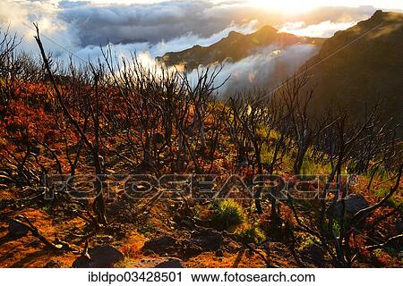 "Barren mountainside near Pico do Arieiro in morning light, Madeira, Portugal, Europe" View Large Photo Image Stock Image - "Barren mountainside near Pico do Arieiro in morning light, Madeira, Portugal, Europe". Fotosearch