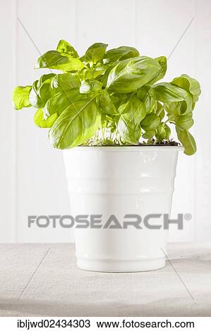 Basil in a pot View Large Photo Image Stock Image - Basil in a pot. Fotosearch