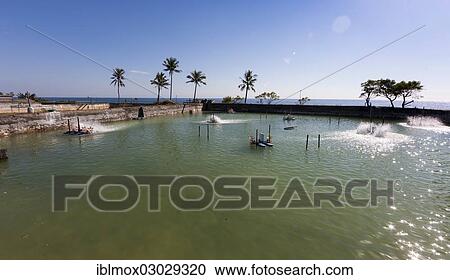 "Basin of a shrimp farm, Batang, Labasari, Bali, Indonesia, Asia" View Large Photo Image Stock Image - "Basin of a shrimp farm, Batang, Labasari, Bali, Indonesia, Asia". Fotosearch