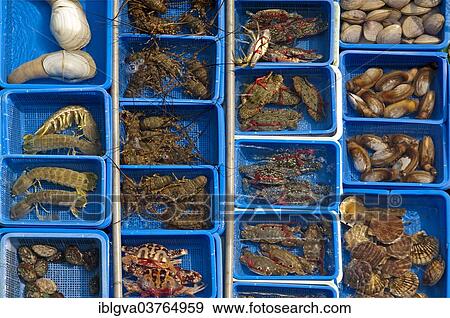 Stock Photo - "Basins with live marine animals for sale, Sai Kung, Hong Kong, China, Asia". Fotosearch