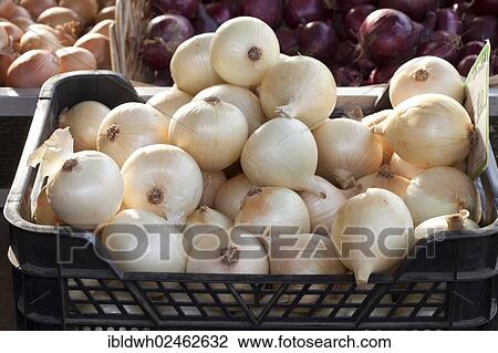Stock Image - "Basket of white onions at a market stall, Dortmund, Ruhr area, North Rhine-Westphalia, Germany, Europe, PublicGround, Europe". Fotosearch