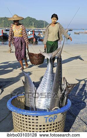 "Basket with barracudas, two women unloading the catch, Ngapali Beach, Thandwe, Rakhine Staat, Myanmar, Burma, Asia" View Large Photo Image Stock Photo - "Basket with barracudas, two women unloading the catch, Ngapali Beach, Thandwe, Rakhine Staat, Myanmar, Burma, Asia". Fotosearch