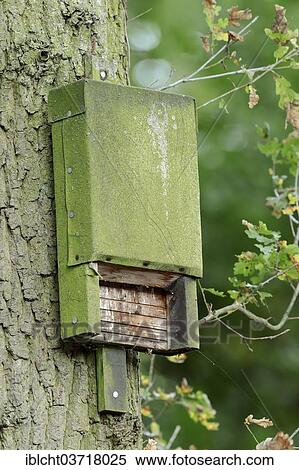 "Bat box on a tree, North Rhine-Westphalia, Germany, Europe" View Large Photo Image Stock Photography - "Bat box on a tree, North Rhine-Westphalia, Germany, Europe". Fotosearch