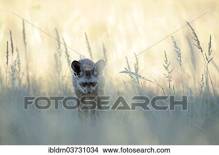 Picture - "Bat-eared fox (Otocyon megalotis), Savute, North-West District, Botswana, Africa". Fotosearch