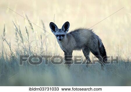 "Bat-eared fox (Otocyon megalotis), Savute, North-West District, Botswana, Africa" View Large Photo Image Stock Image - "Bat-eared fox (Otocyon megalotis), Savute, North-West District, Botswana, Africa". Fotosearch