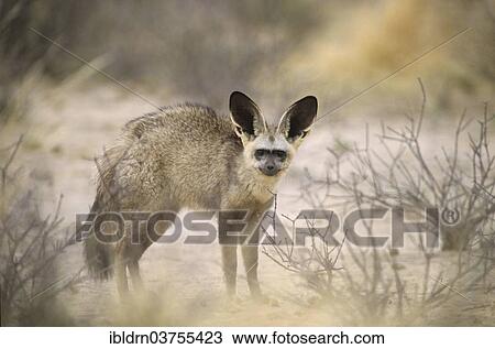 "Bat-eared fox (Otocyon megalotis), Savute, North-West District, Botswana, Africa" View Large Photo Image Stock Image - "Bat-eared fox (Otocyon megalotis), Savute, North-West District, Botswana, Africa". Fotosearch