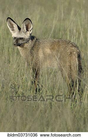 Stock Photograph - "Bat-eared fox (Otocyon megalotis), Savute, North-West District, Botswana, Africa". Fotosearch
