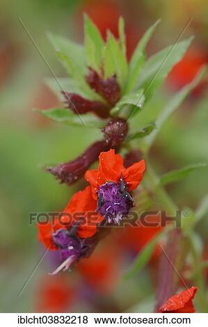 Stock Photo - "Bat Face Cuphea, Tiny Mice (Cuphea llavea 'Tiny Mice'), flowers, native to South America". Fotosearch