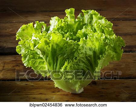 Batavia lettuce View Large Photo Image Stock Photograph - Batavia lettuce. Fotosearch