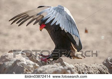Picture - "Bateleur (Terathopius ecaudatus), landing, Kgalagadi Transfrontier Park, North Cape, South Africa, Africa". Fotosearch