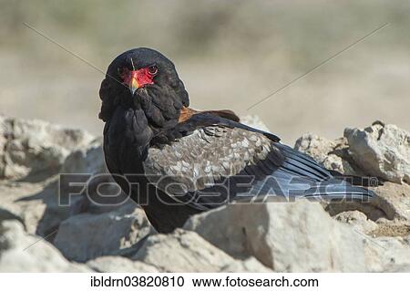Stock Image - "Bateleur (Terathopius ecaudatus), Chobe Riverfront, Chobe National Park, Botswana, Africa". Fotosearch