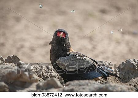"Bateleur (Terathopius ecaudatus), surrounded by butterflies, Kgalagadi Transfrontier Park, North Cape, South Africa, Africa" View Large Photo Image Stock Image - "Bateleur (Terathopius ecaudatus), surrounded by butterflies, Kgalagadi Transfrontier Park, North Cape, South Africa, Africa". Fotosearch