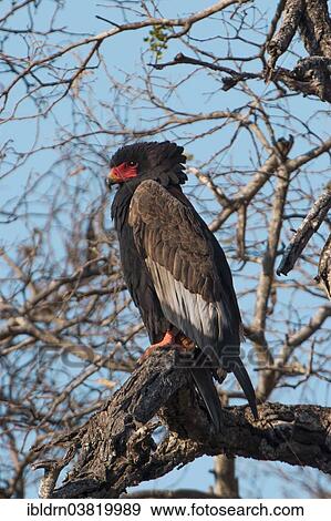 Stock Photo - "Bateleur (Terathopius ecaudatus), Chobe Riverfront, Chobe National Park, Botswana, Africa". Fotosearch