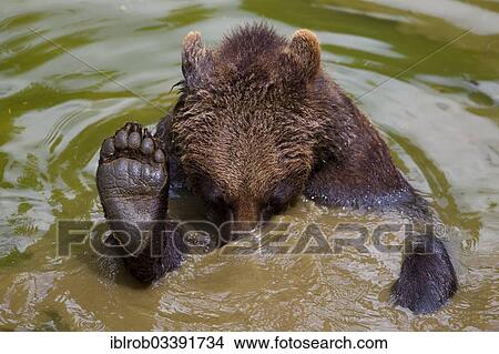 "Bathing Brown Bear (Ursus arctos), Bavarian Forest National Park game reserve, Neuschonau, Lower Bavaria, Bavaria, Germany, Europe" View Large Photo Image Picture - "Bathing Brown Bear (Ursus arctos), Bavarian Forest National Park game reserve, Neuschonau, Lower Bavaria, Bavaria, Germany, Europe". Fotosearch