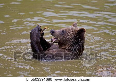 "Bathing Brown Bear (Ursus arctos), Bavarian Forest National Park game reserve, Neuschonau, Lower Bavaria, Bavaria, Germany, Europe" View Large Photo Image Stock Image - "Bathing Brown Bear (Ursus arctos), Bavarian Forest National Park game reserve, Neuschonau, Lower Bavaria, Bavaria, Germany, Europe". Fotosearch