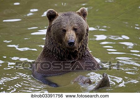 "Bathing Brown Bear (Ursus arctos), Bavarian Forest National Park game reserve, Neuschonau, Lower Bavaria, Bavaria, Germany, Europe" View Large Photo Image Stock Photograph - "Bathing Brown Bear (Ursus arctos), Bavarian Forest National Park game reserve, Neuschonau, Lower Bavaria, Bavaria, Germany, Europe". Fotosearch
