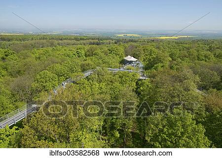 Stock Photo - "Baumkronenpfad or Canopy Walk Way in the spring forest, Hainich National Park, Thuringia, Germany, Europe". Fotosearch