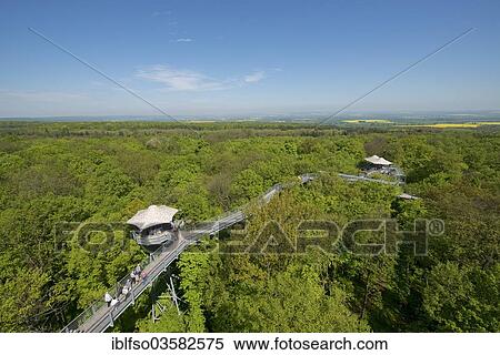 "Baumkronenpfad or Canopy Walk Way in the spring forest, Hainich National Park, Thuringia, Germany, Europe" View Large Photo Image Stock Photography - "Baumkronenpfad or Canopy Walk Way in the spring forest, Hainich National Park, Thuringia, Germany, Europe". Fotosearch