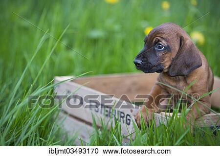 "Bavarian Mountain Hound, puppy sitting in a wooden crate, Bavaria, Germany, Europe" View Large Photo Image Stock Image - "Bavarian Mountain Hound, puppy sitting in a wooden crate, Bavaria, Germany, Europe". Fotosearch