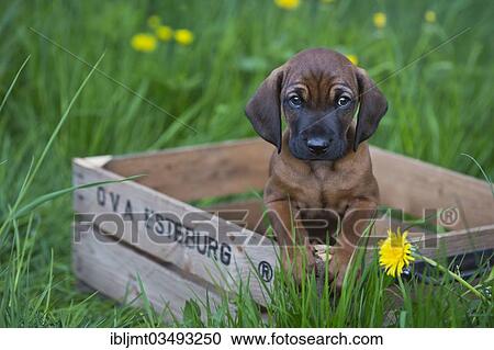 "Bavarian Mountain Hound, puppy sitting in a wooden crate, Bavaria, Germany, Europe" View Large Photo Image Stock Image - "Bavarian Mountain Hound, puppy sitting in a wooden crate, Bavaria, Germany, Europe". Fotosearch