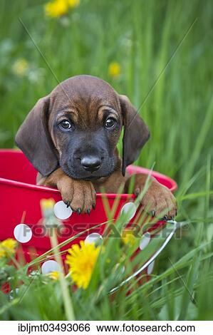 "Bavarian Mountain Hound, puppy sitting in a bucket, Bavaria, Germany, Europe" View Large Photo Image Stock Photograph - "Bavarian Mountain Hound, puppy sitting in a bucket, Bavaria, Germany, Europe". Fotosearch