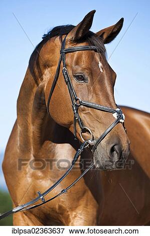 "Bavarian Warmblood horse, portrait wearing a bridle and a snaffle, brown" View Large Photo Image Stock Photo - "Bavarian Warmblood horse, portrait wearing a bridle and a snaffle, brown". Fotosearch