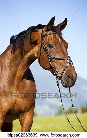 "Bavarian Warmblood horse, portrait wearing a bridle and a snaffle, brown, North Tyrol, Austria, Europe" View Large Photo Image Stock Photo - "Bavarian Warmblood horse, portrait wearing a bridle and a snaffle, brown, North Tyrol, Austria, Europe". Fotosearch
