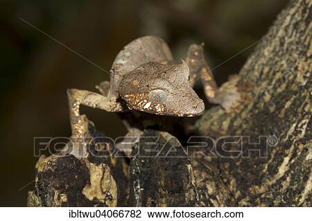 "Baweng Satanic Leaf Gecko (Uroplatus phantasticus) in the rainforest of Andasibe, eastern Madagascar, Madagascar, Africa" View Large Photo Image Stock Image - "Baweng Satanic Leaf Gecko (Uroplatus phantasticus) in the rainforest of Andasibe, eastern Madagascar, Madagascar, Africa". Fotosearch